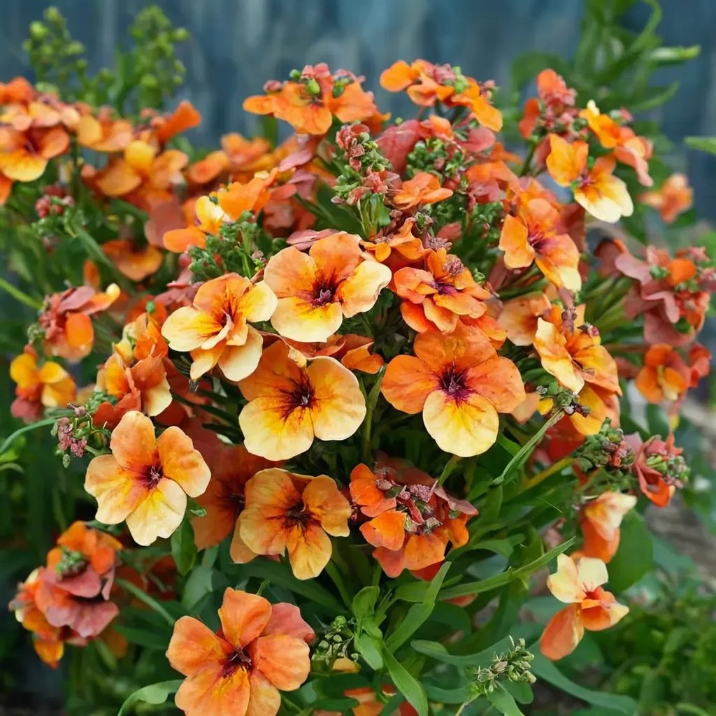 Nemesia nemesioides 'Angelart Orange'