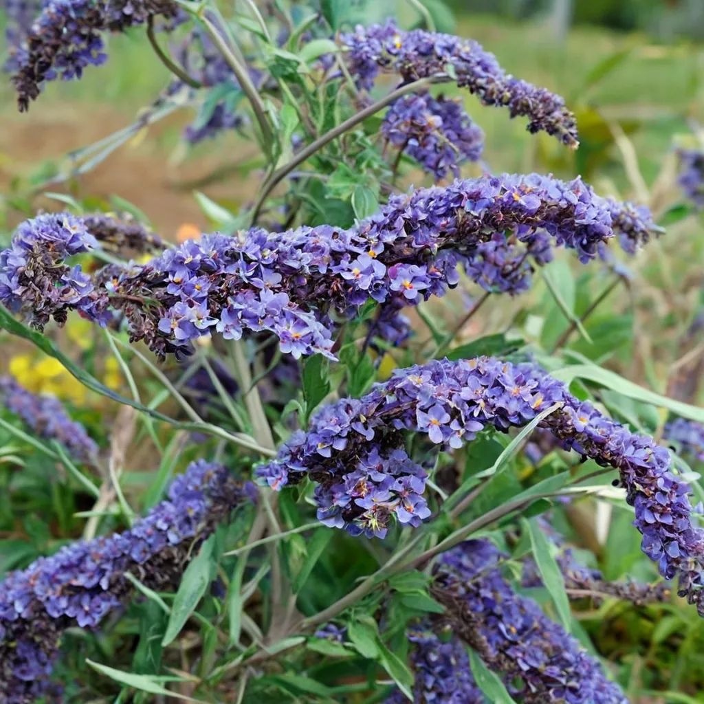 Buddleia davidii 'Nanho Blue'