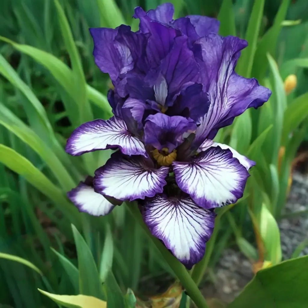 Iris x germanica 'Bountiful Harvest'