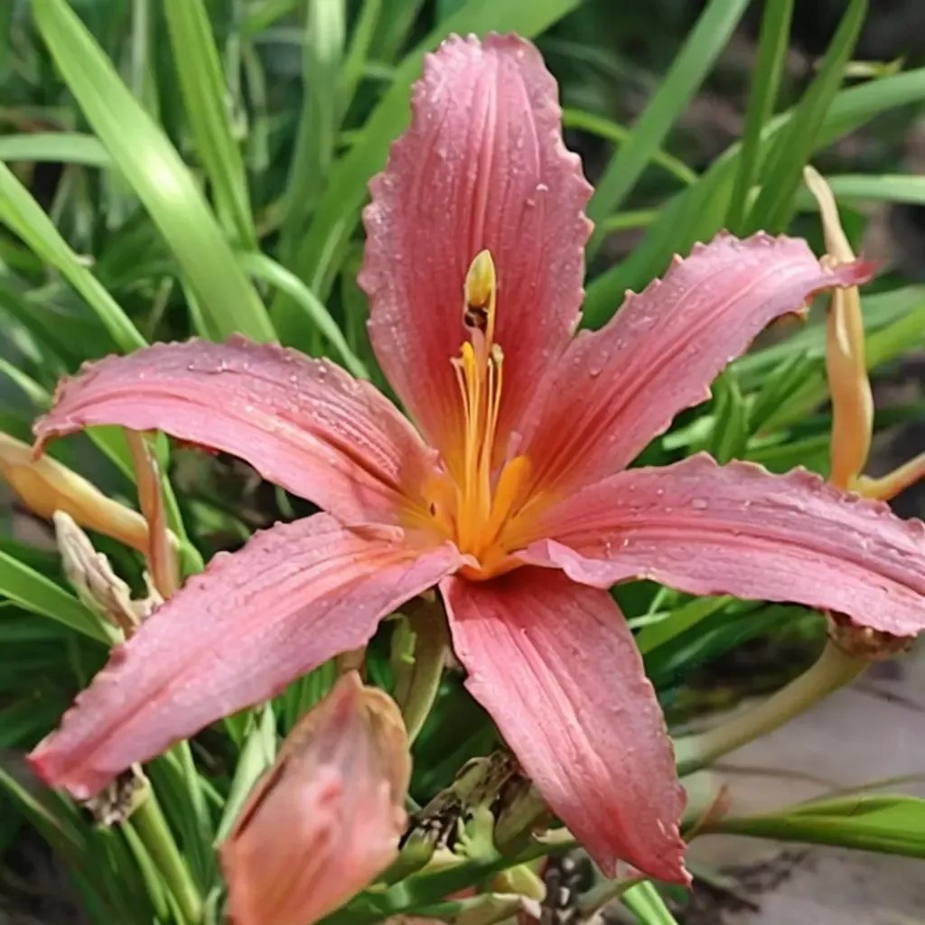 Hemerocallis fulva 'Pink Damask'