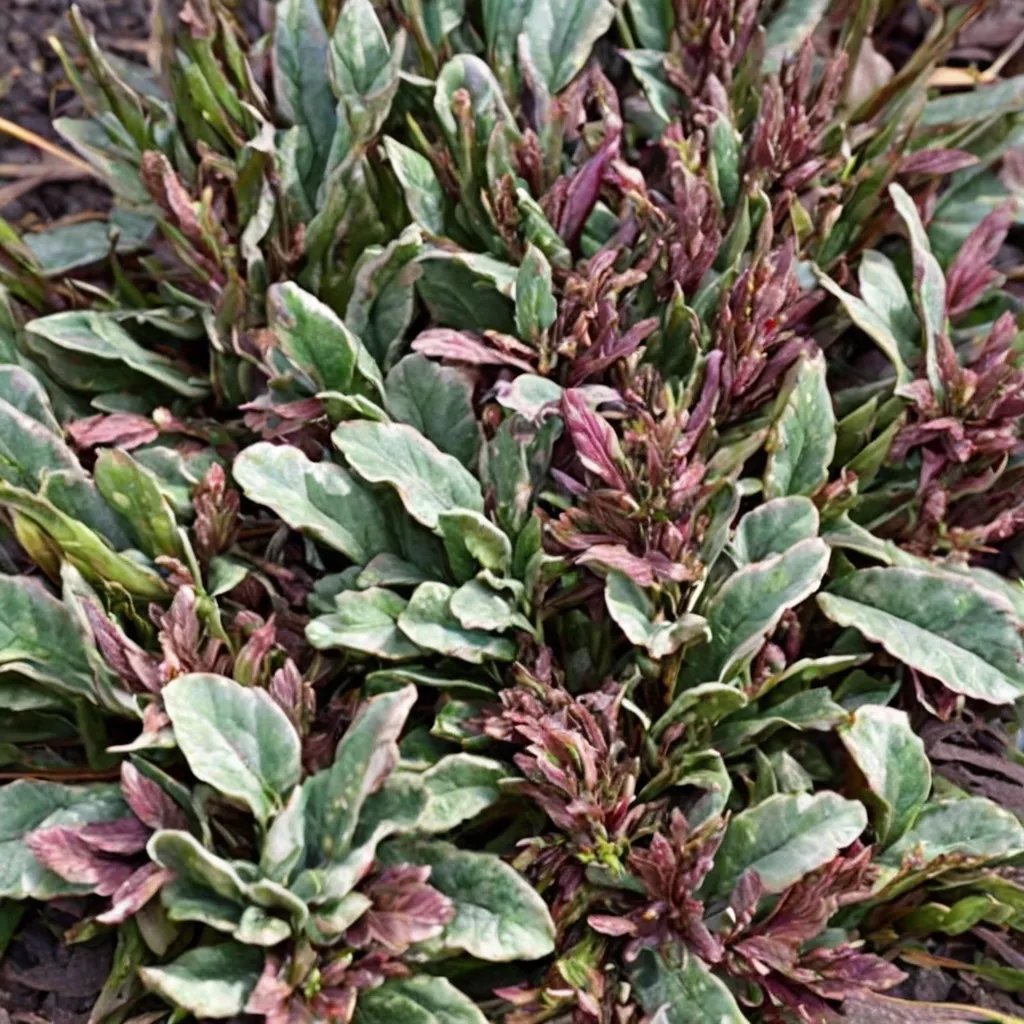 Ajuga reptans 'Planet Zork'