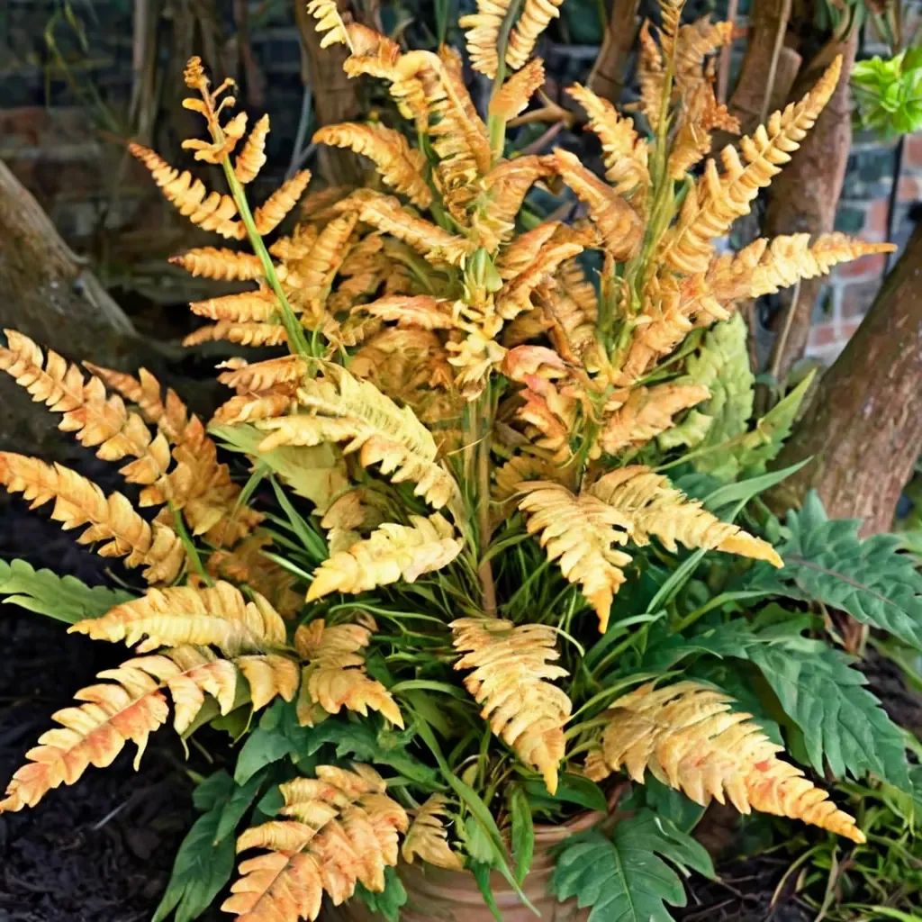 Nephrolepis exaltata 'Jurassic Gold'