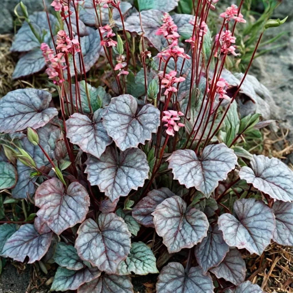Heuchera x hybrida 'Silver Shadows'