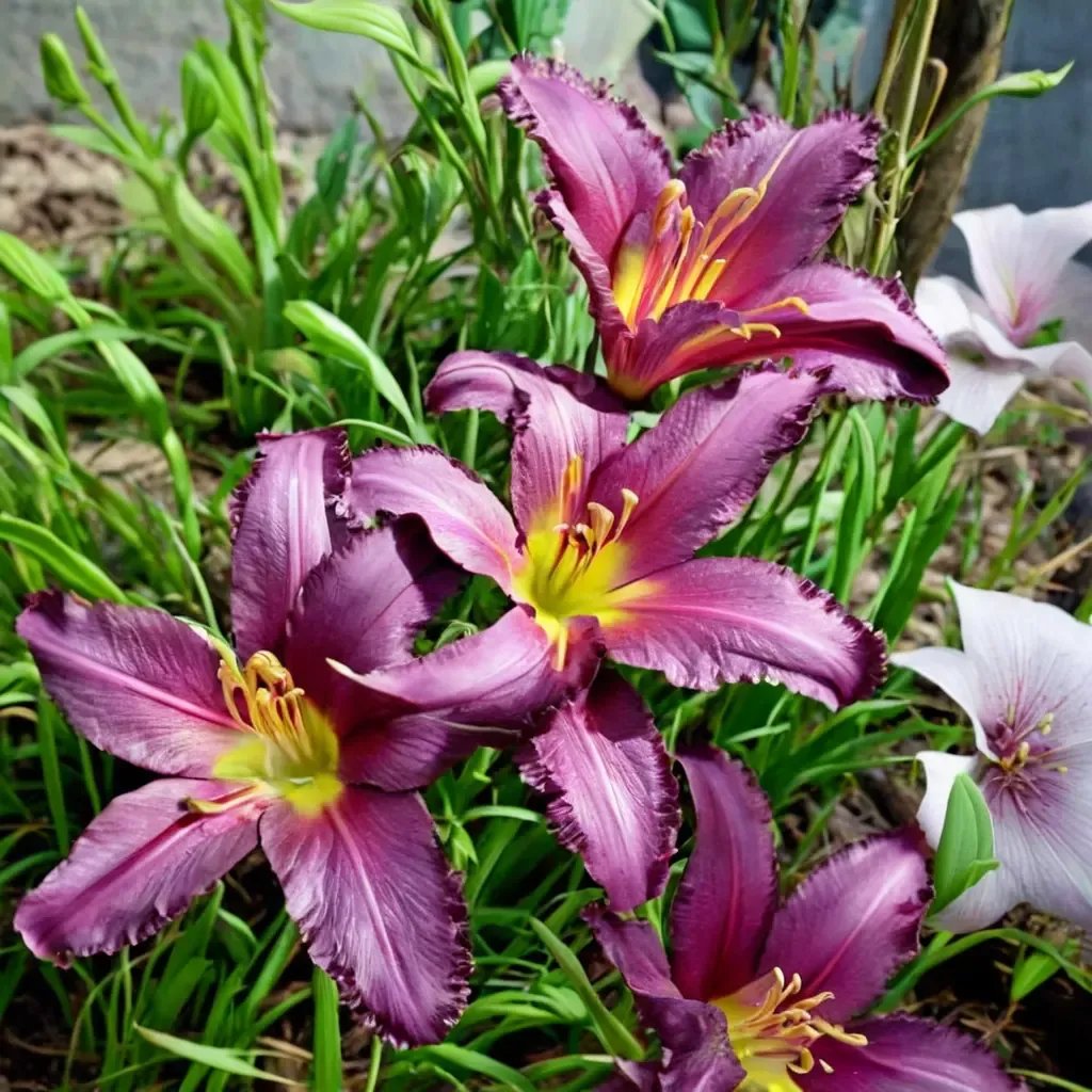 Hemerocallis fulva 'Garden Show'