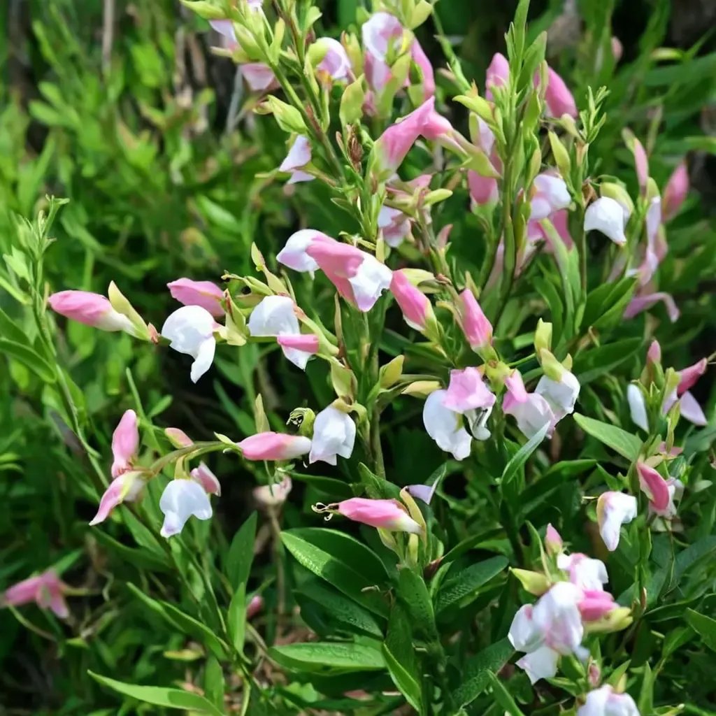Salvia greggii 'Teresa'