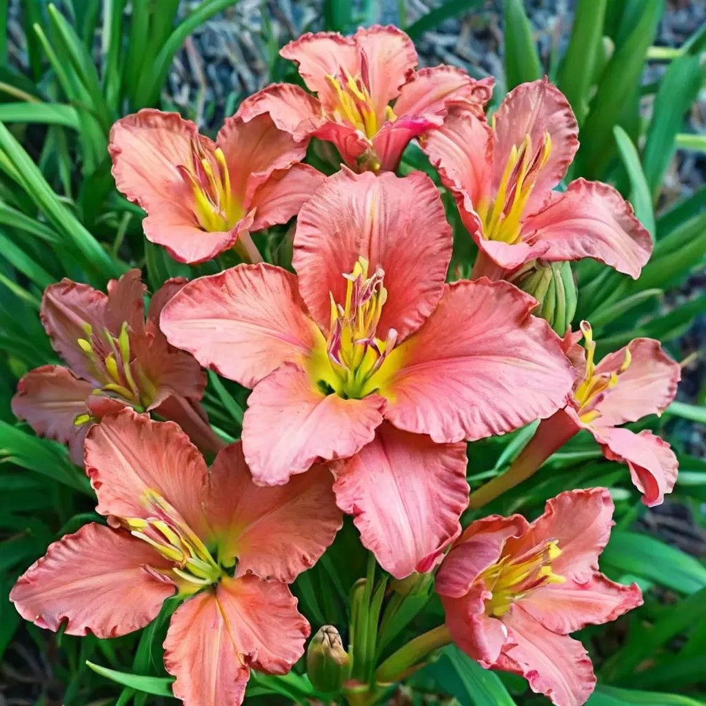 Hemerocallis x hybrida 'Scottish Fantasy'
