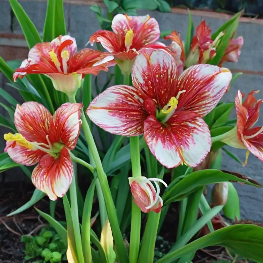 Hippeastrum x hybrida
