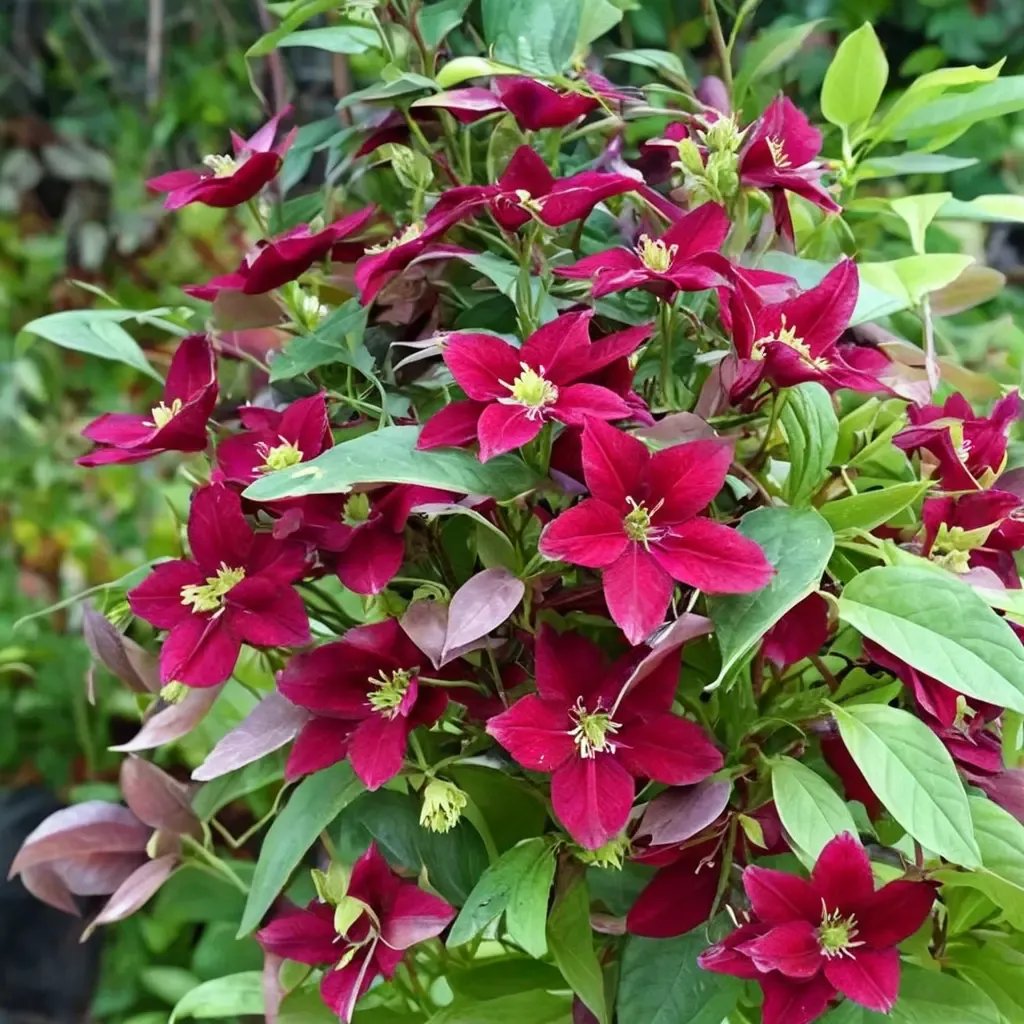 Clematis x cartmanii 'Burning Love'