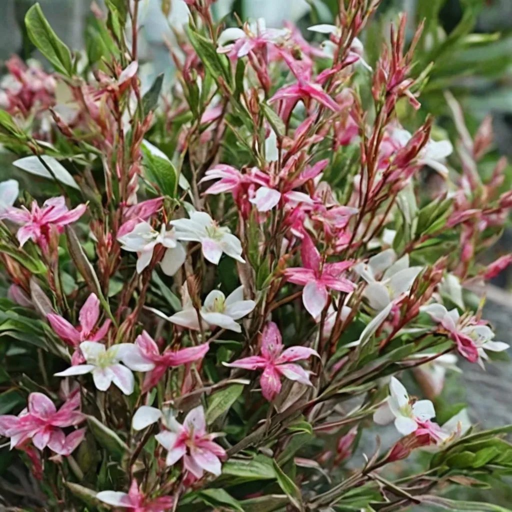 Gaura lindheimeri 'Bijou Butterflies'
