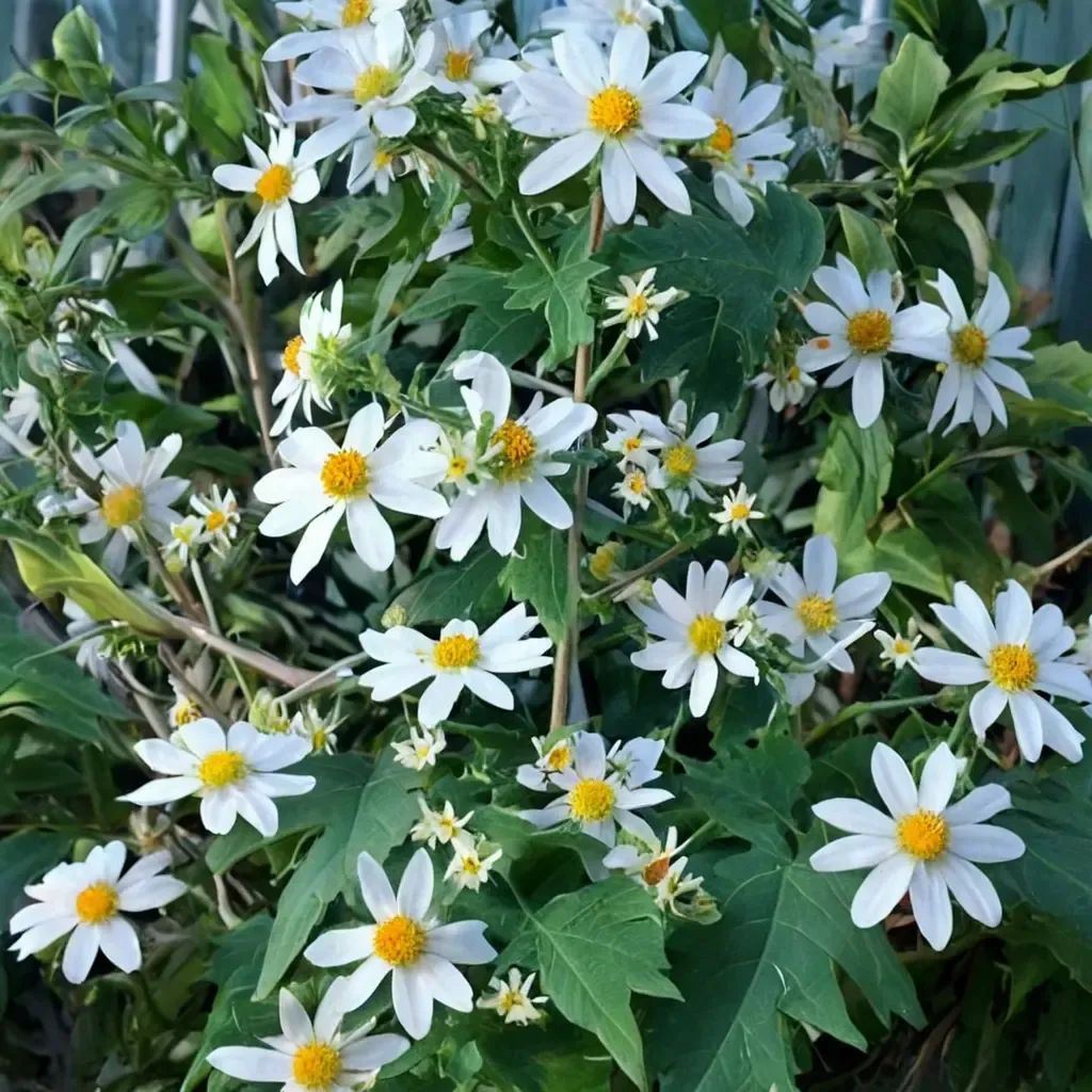 Montanoa grandiflora