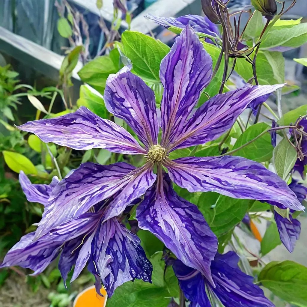 Clematis viticella 'Tie Dye'