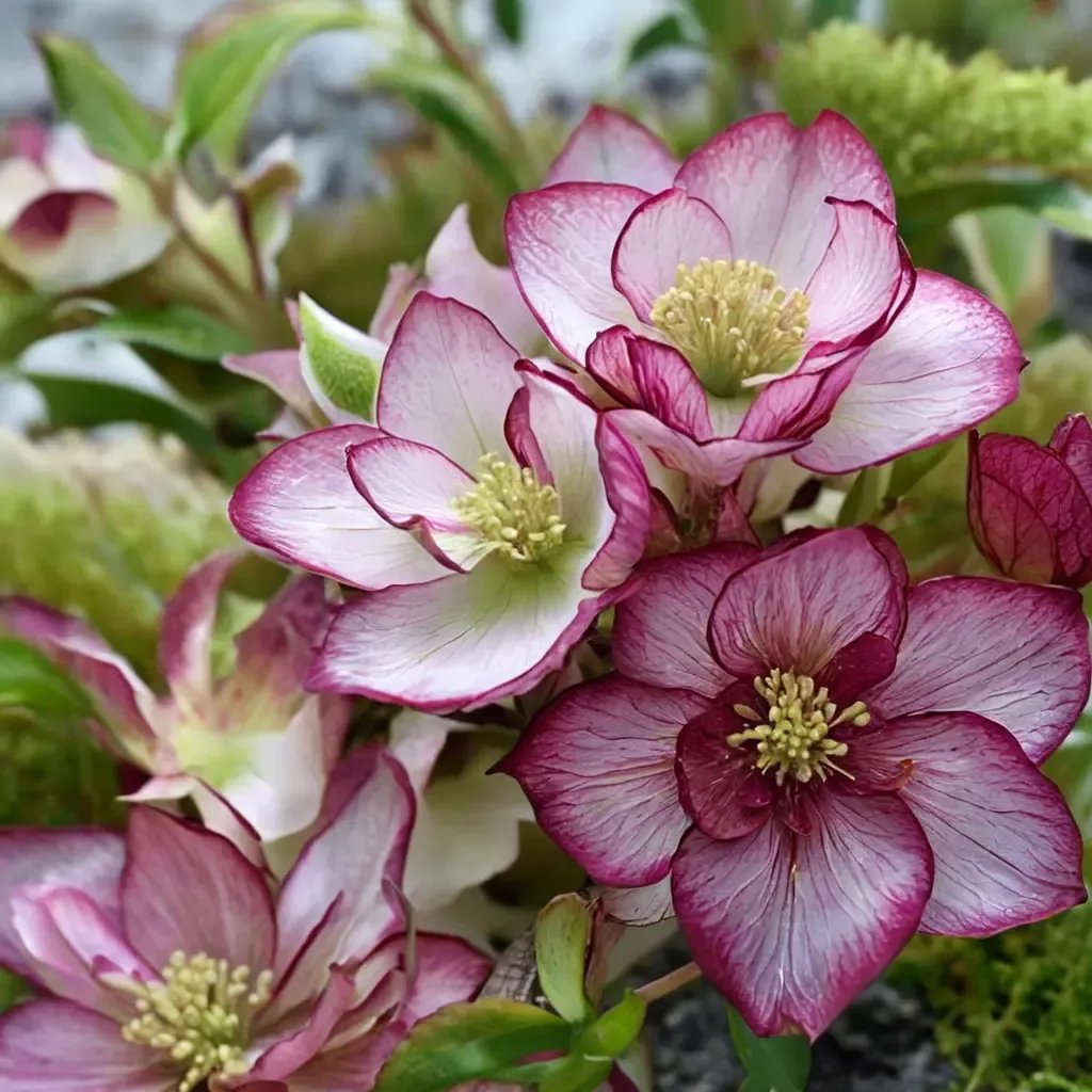 Helleborus x hybrida 'Peppermint Ice'