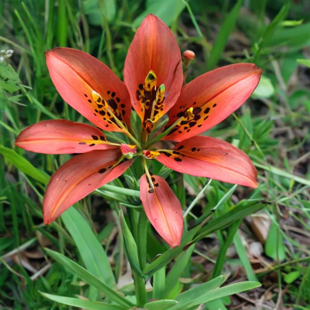 Lilium philadelphicum