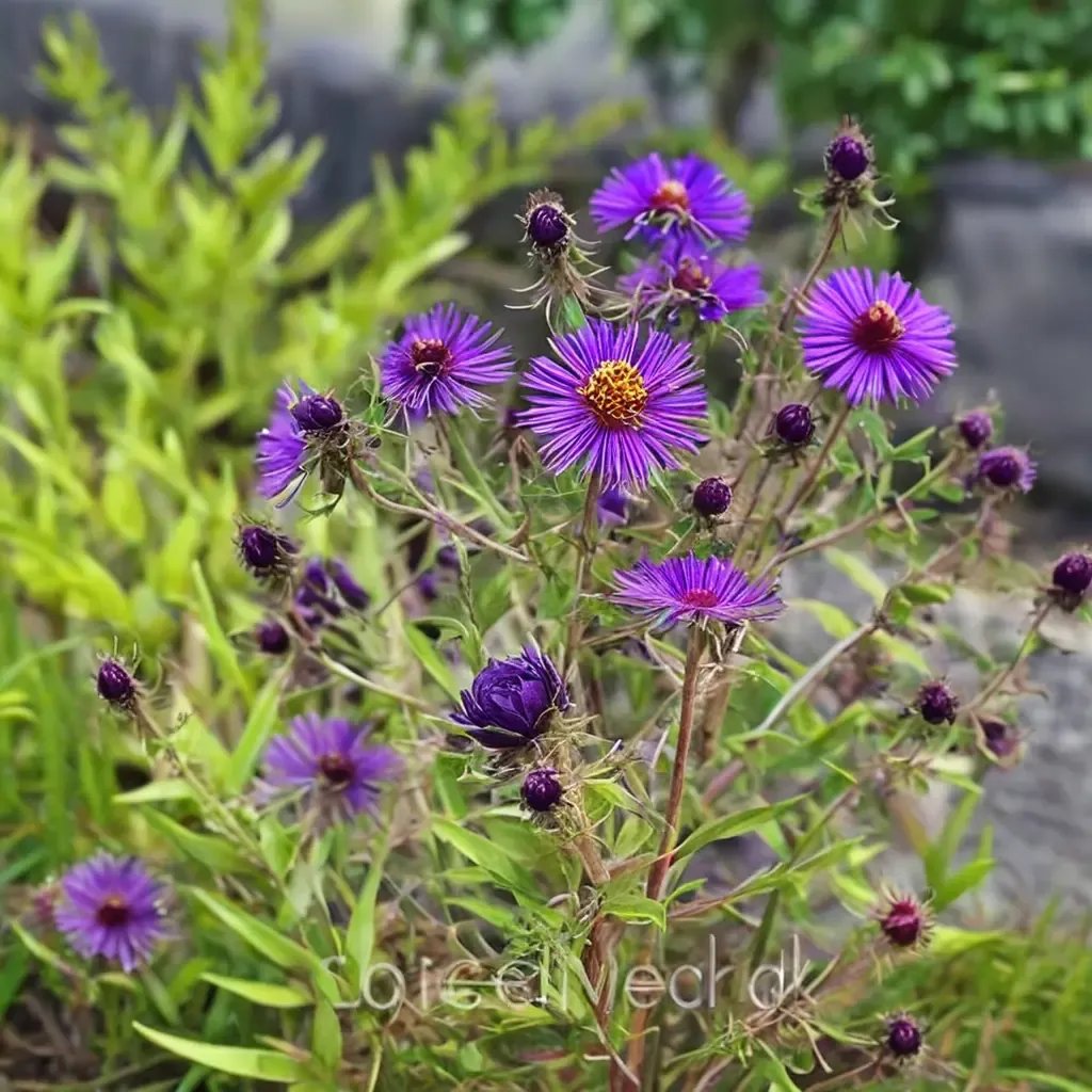 Aster novae-angliae 'Violetta'