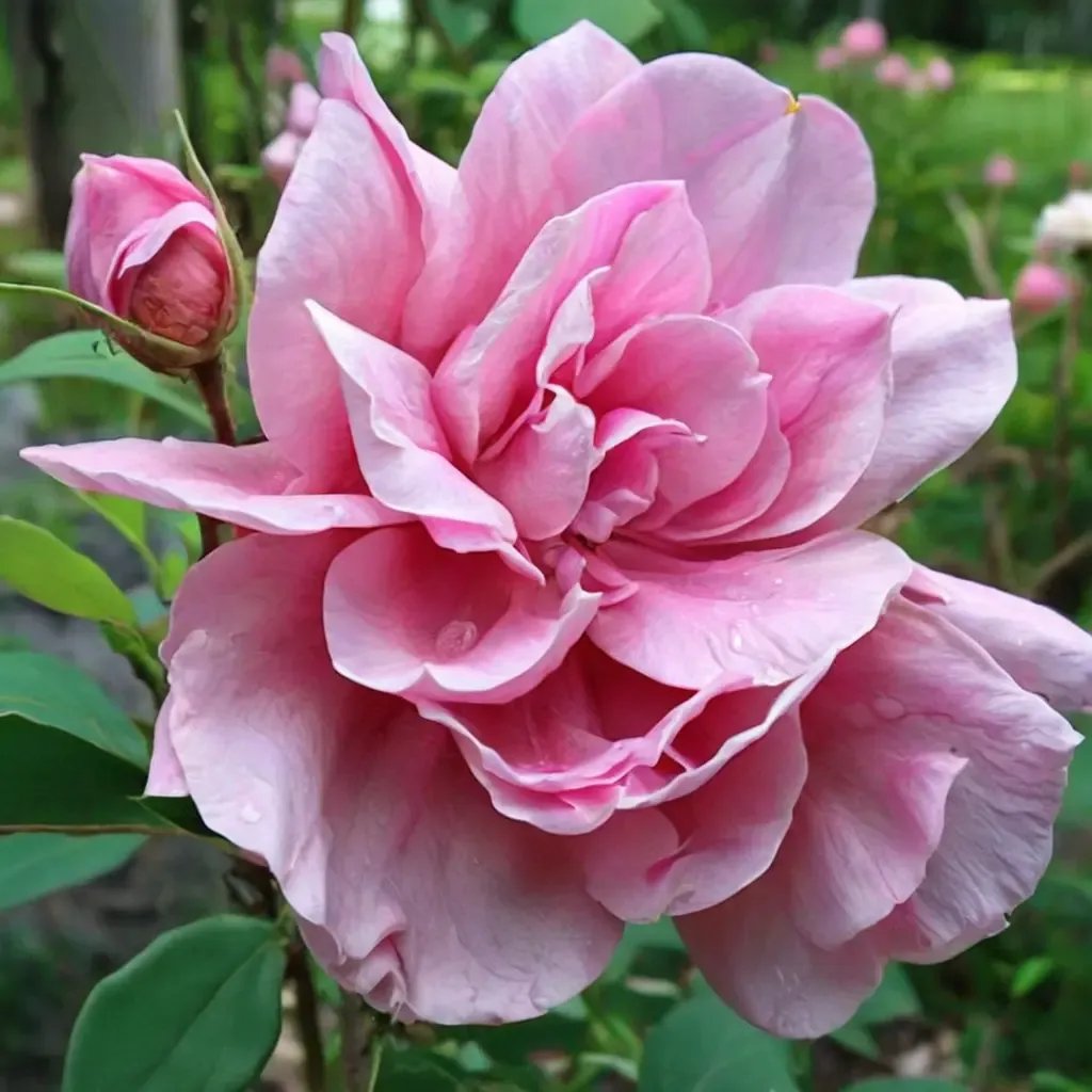 Rosa gallica 'Mme Caroline Testout'