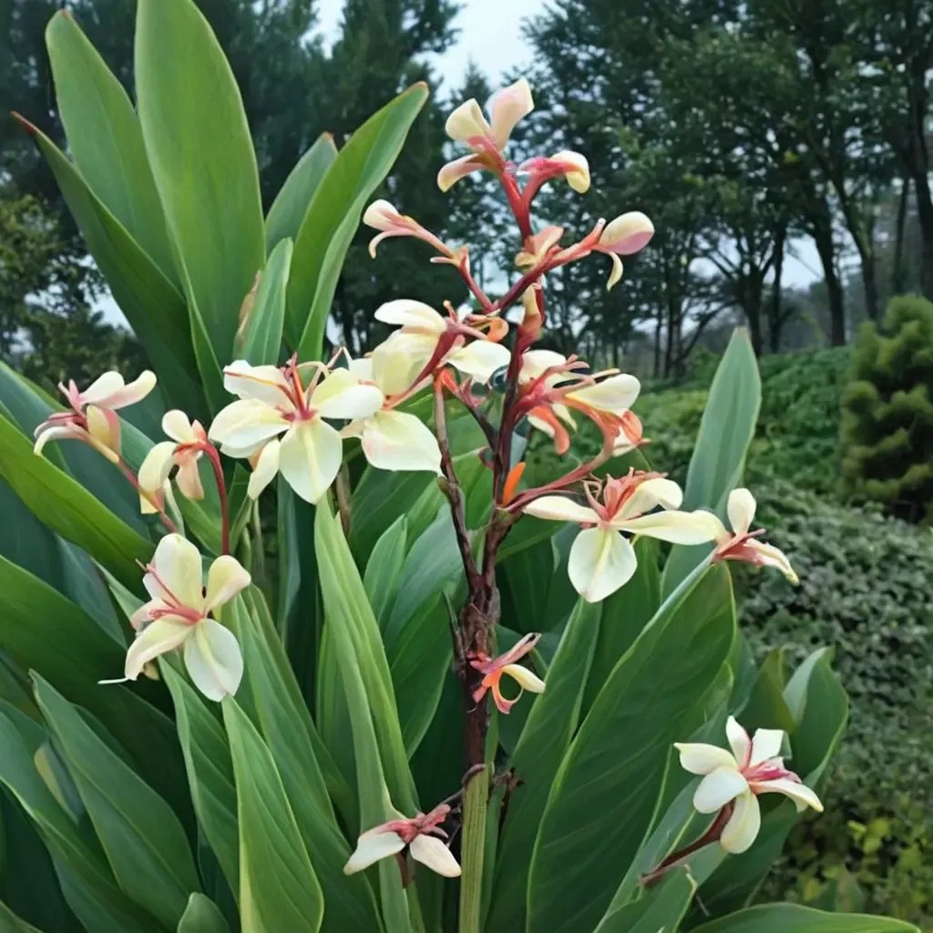 Canna glauca 'Panache'