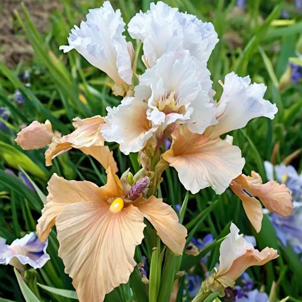 Iris x germanica 'Champagne Elegance'