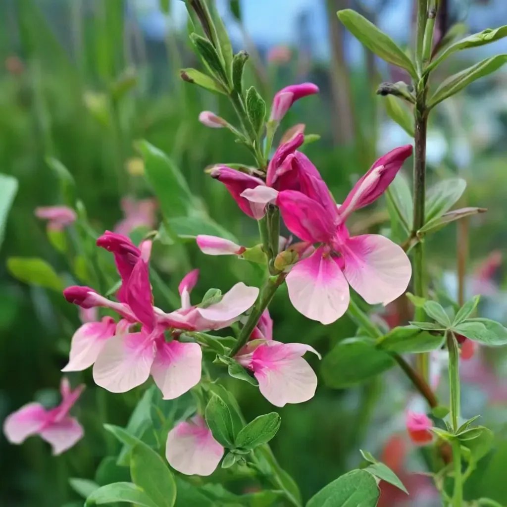 Salvia x jamensis 'Shell Dancer'