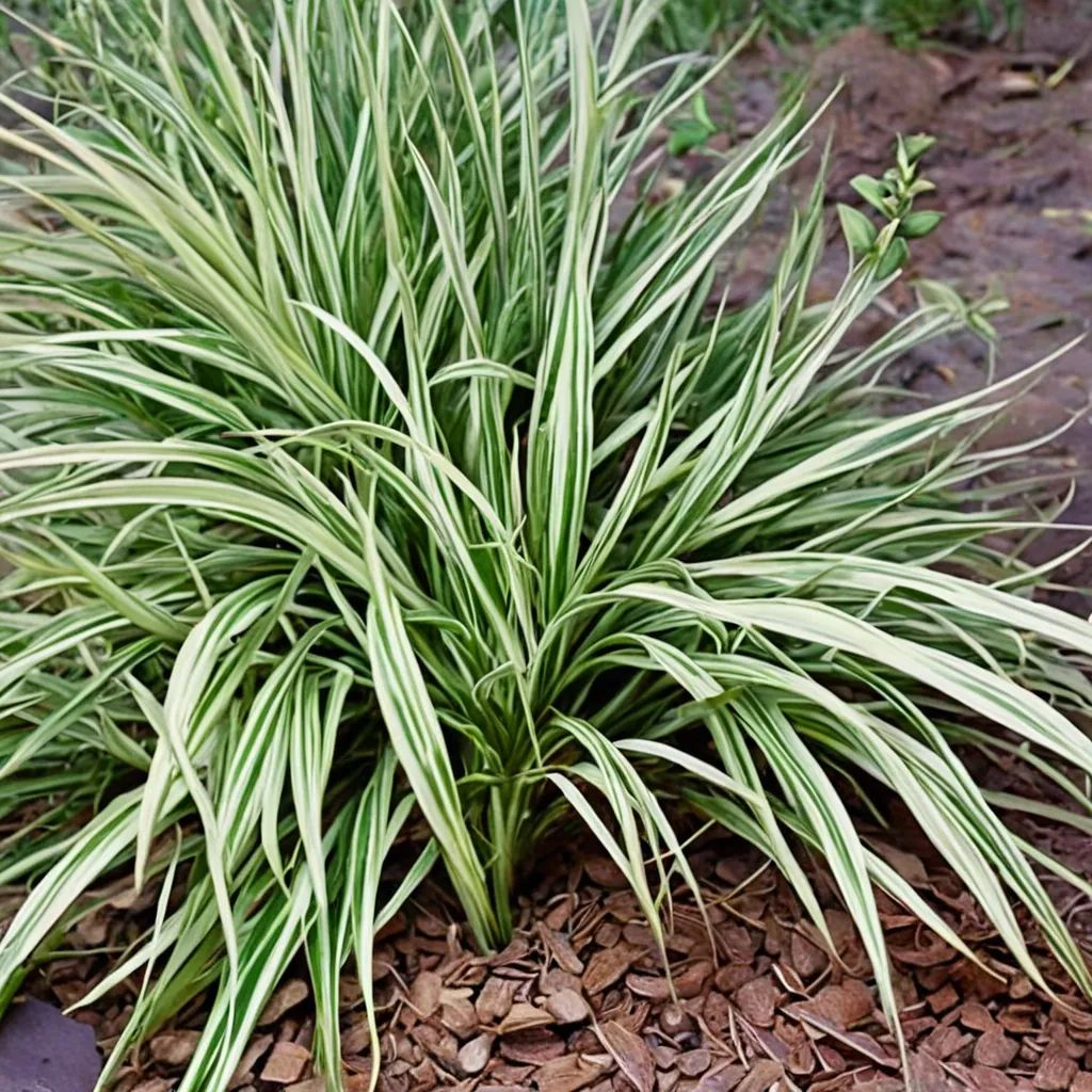 Carex ornithopoda