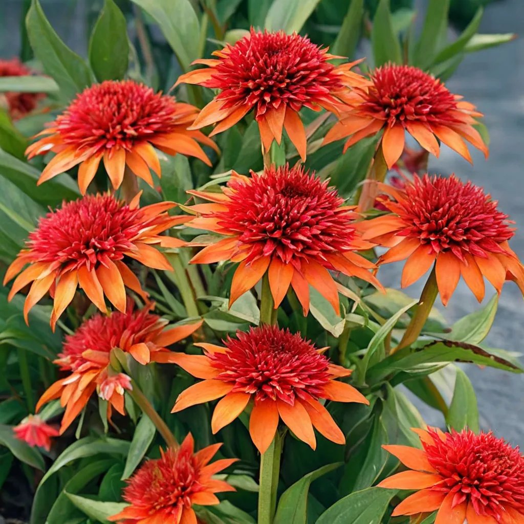 Echinacea purpurea 'Moab Sunset'
