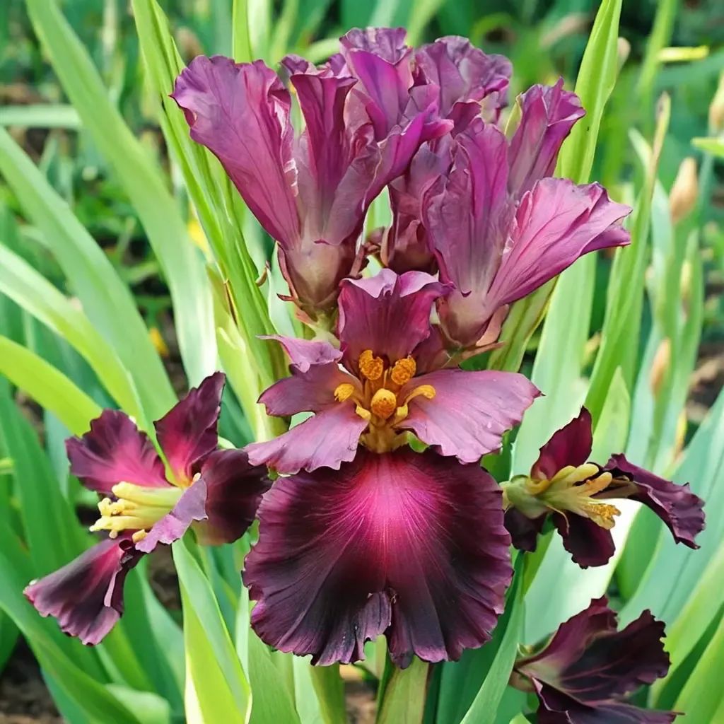 Iris germanica 'Burgundy Bohemian'