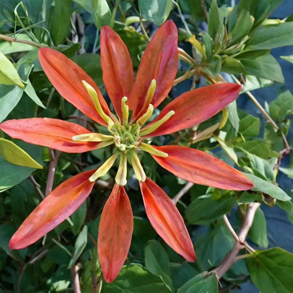 Passiflora x tarminiana 'manicata'