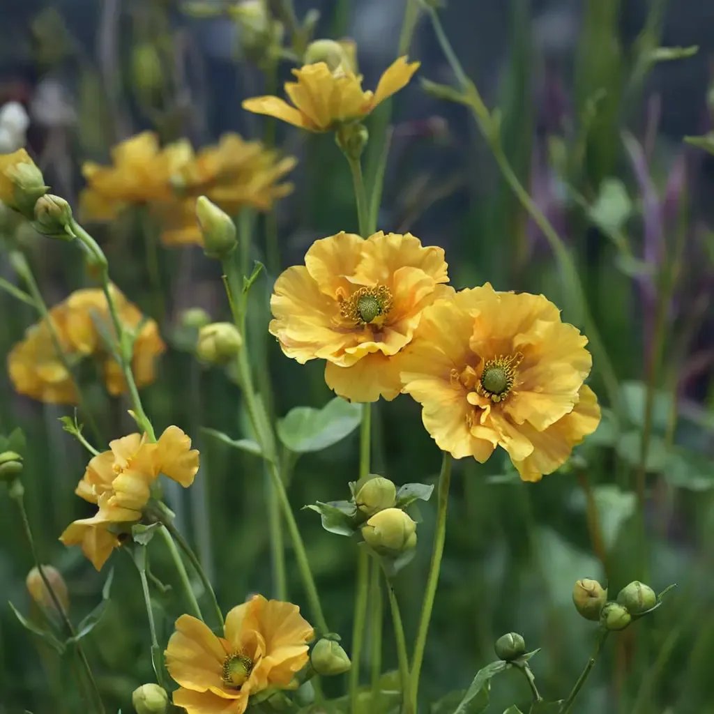Geum chiloense 'Sunrise'