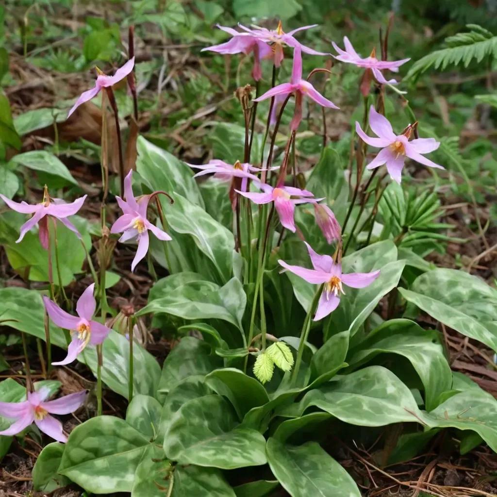Trout Lily