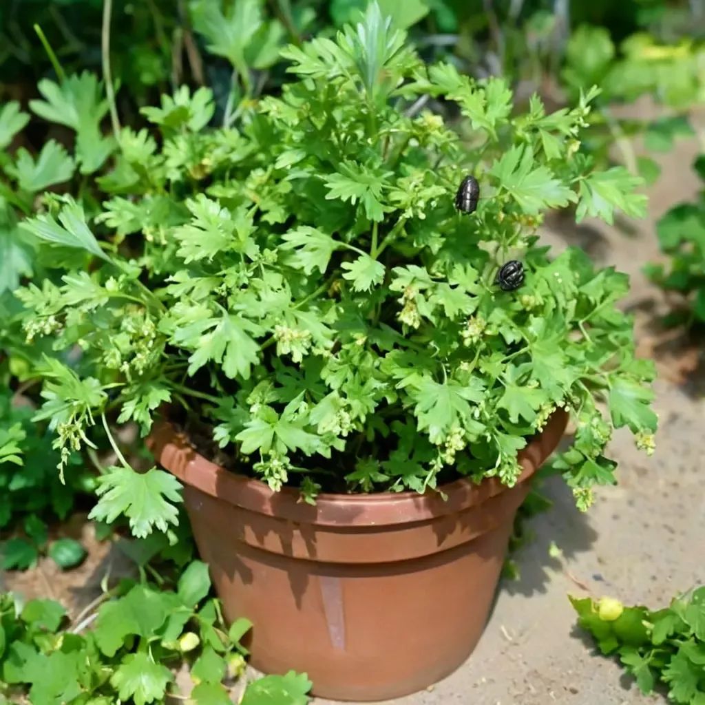 Petroselinum crispum