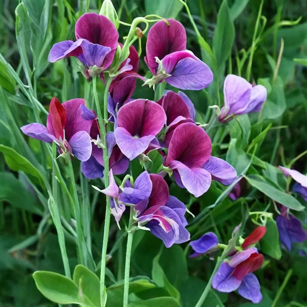 Lathyrus odoratus 'Cupani'