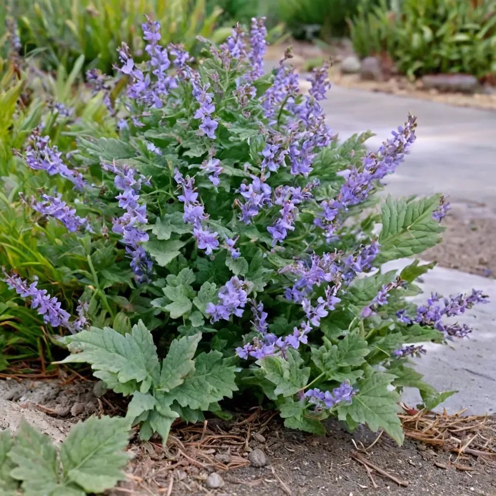 Nepeta Nepeta x faassenii