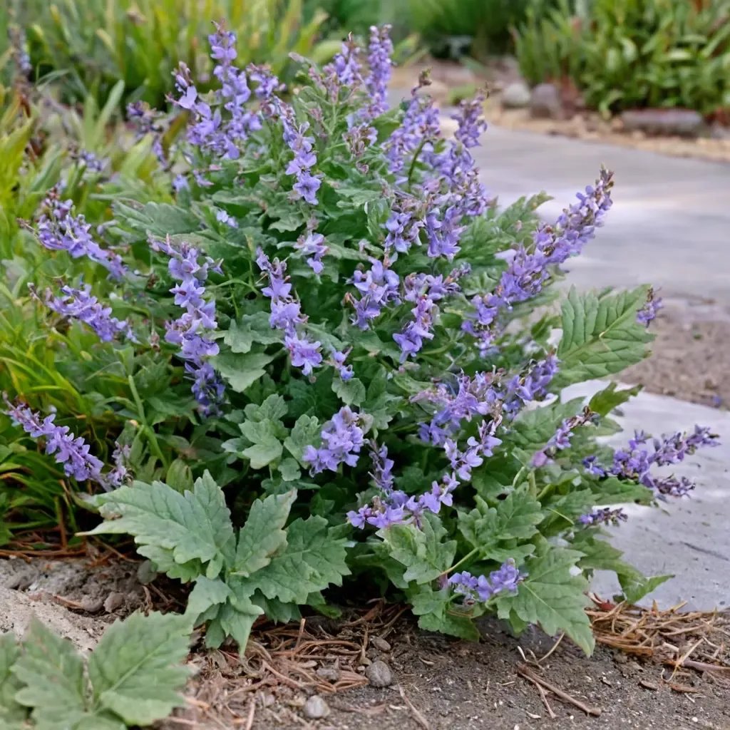 Nepeta Nepeta x faassenii