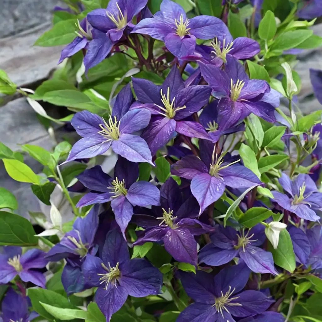 Clematis x jackmanii