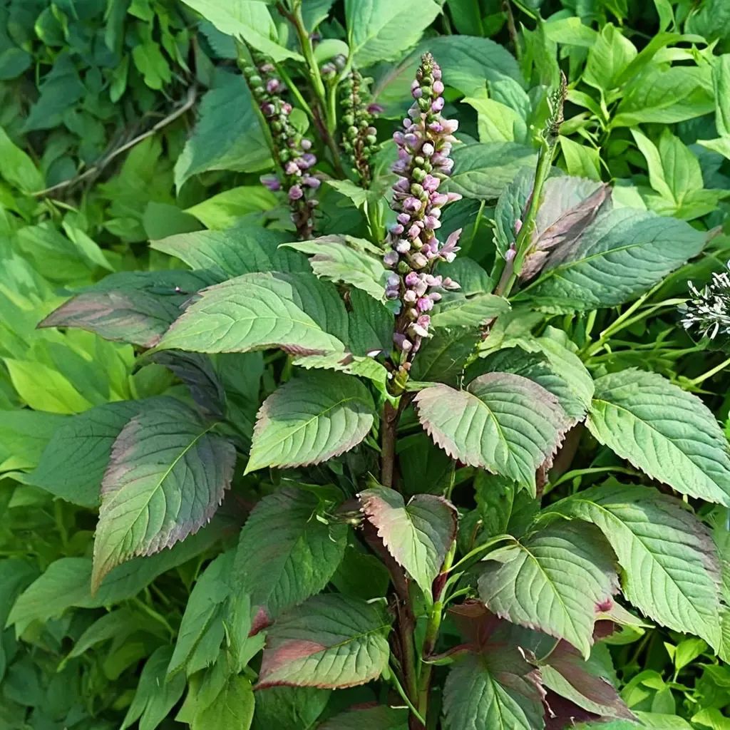 Perilla frutescens