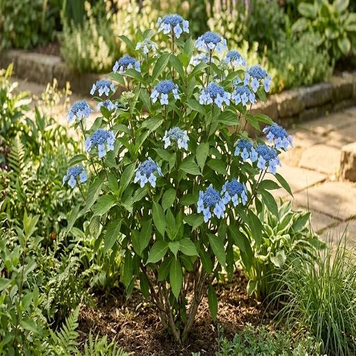 Hydrangea serrata 'Bluebird'