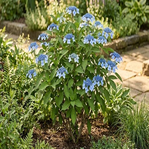 Hydrangea serrata 'Bluebird'