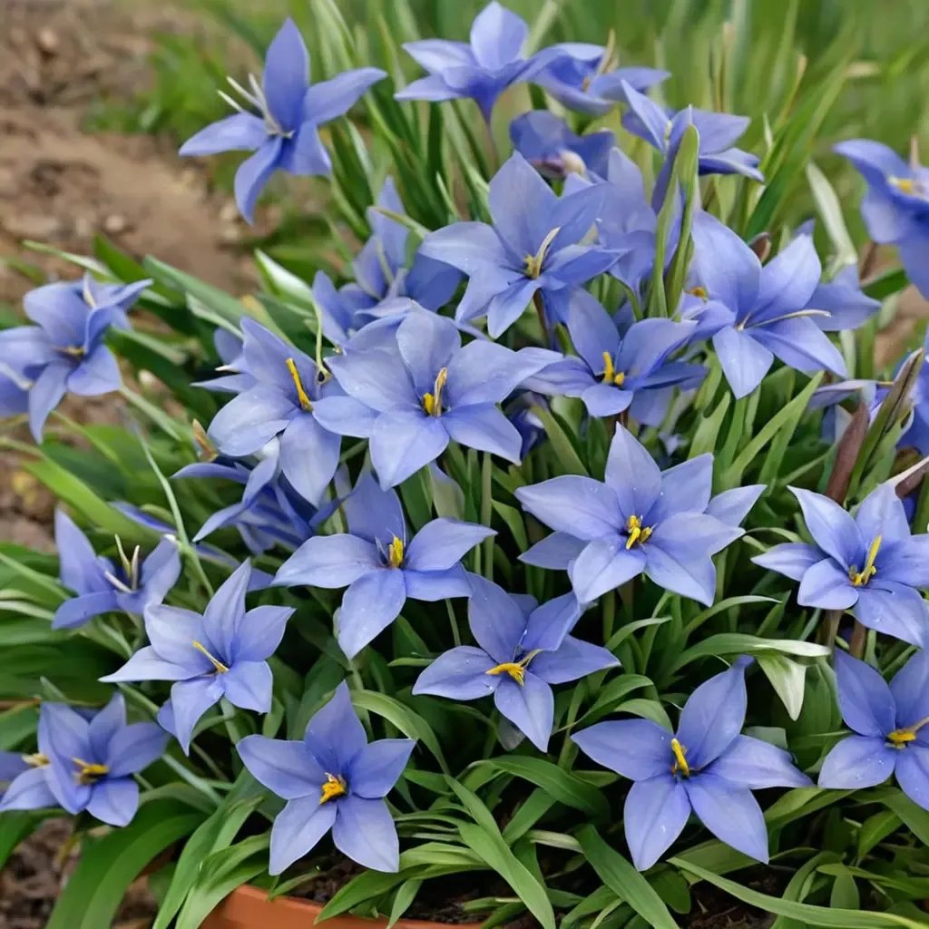 Ipheion uniflorum 'Jessie'