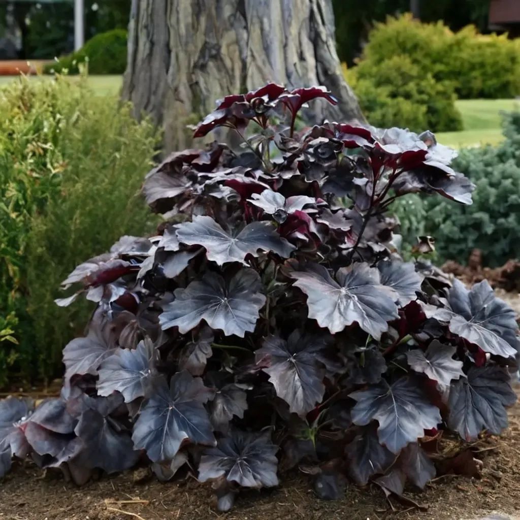 Heuchera x brizoides 'Black Pearl'