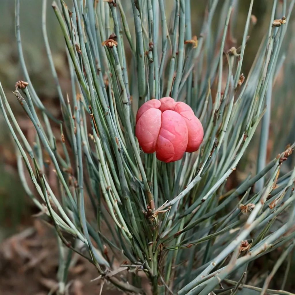 Ephedra intermedia