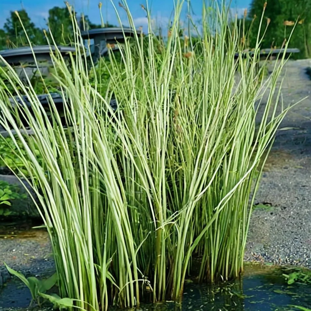 Scirpus lacustris 'Albescens'