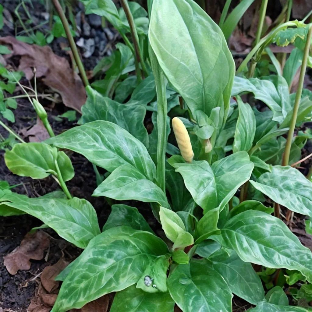 Arum italicum 'neglectum'