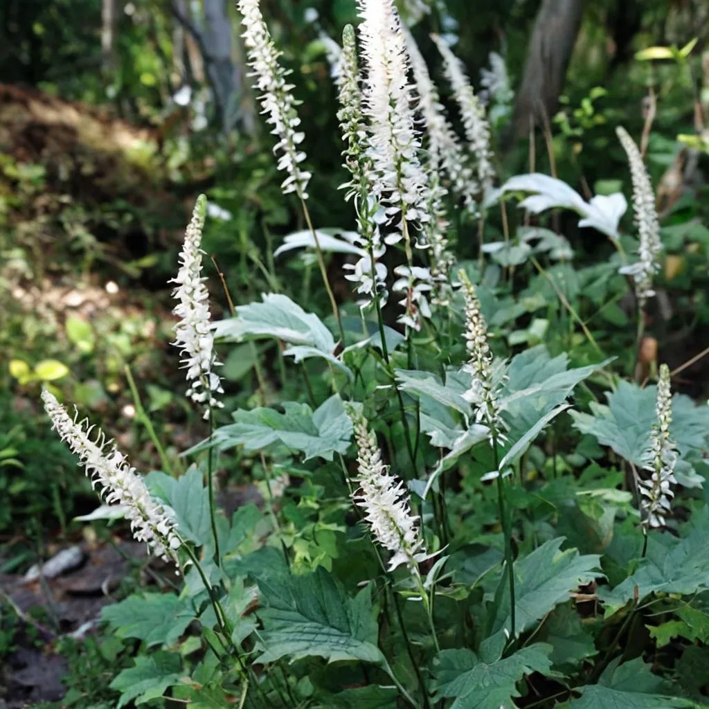 Actaea japonica 'acerina'