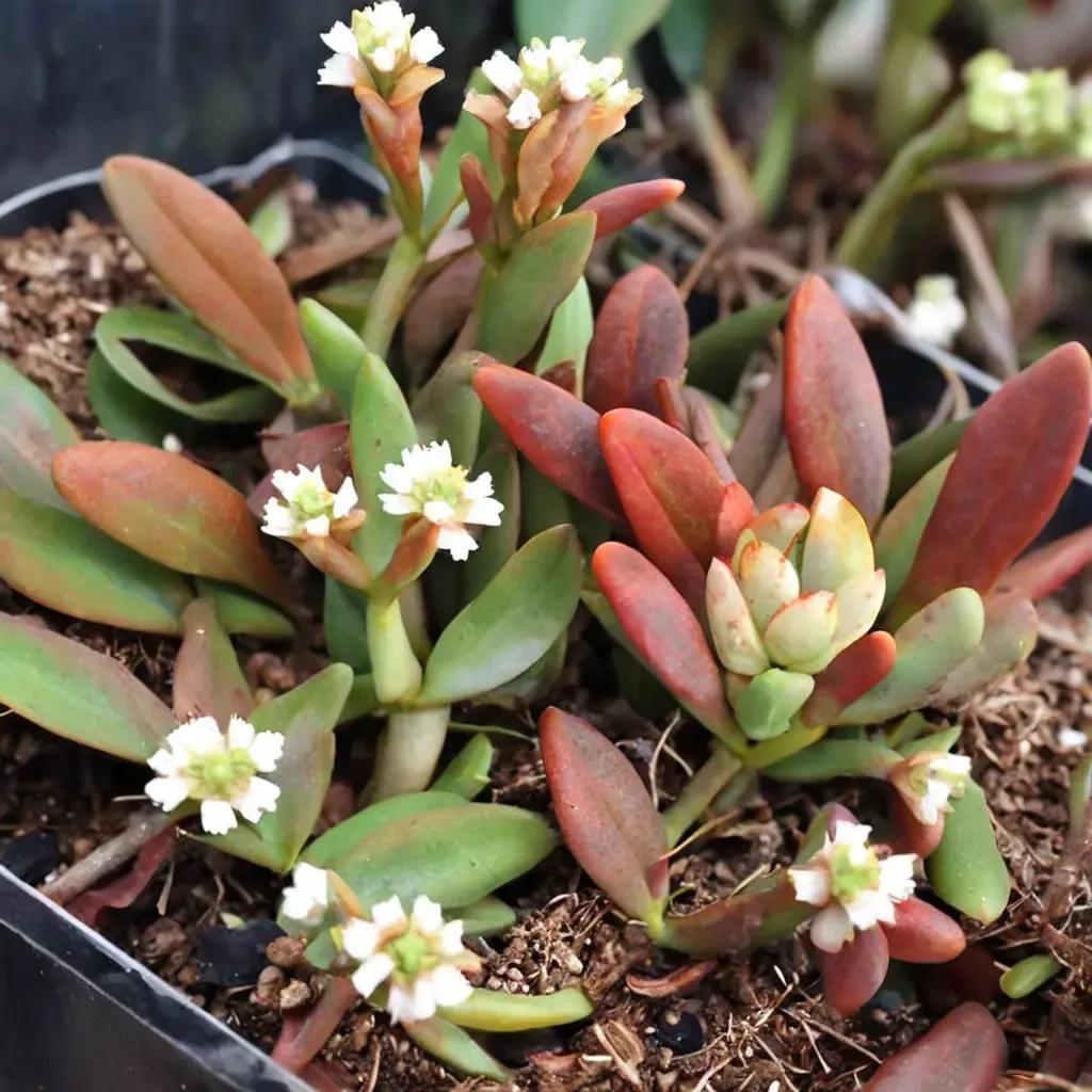 Jade Plant