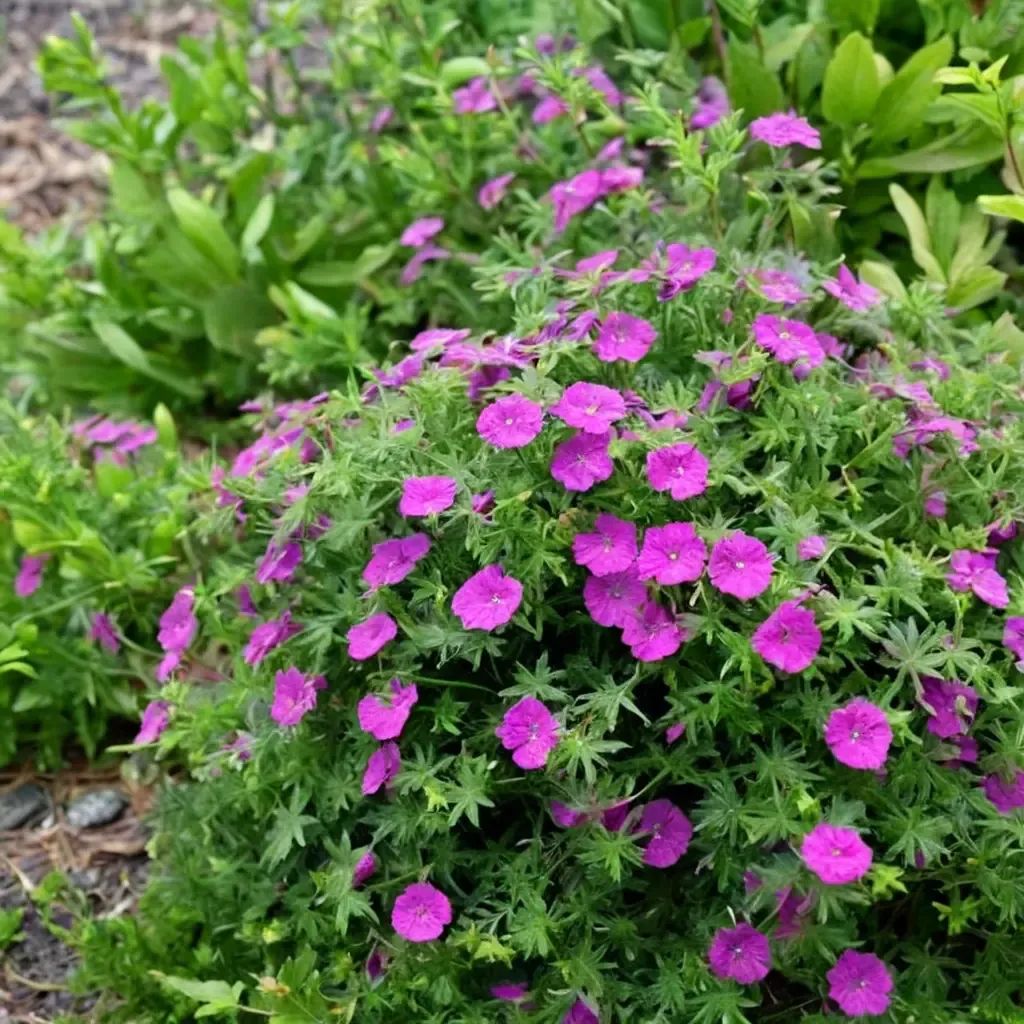 Geranium sanguineum