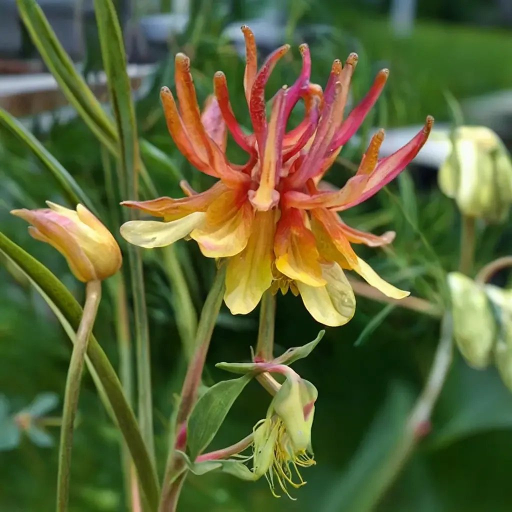 Aquilegia chrysantha 'Flore Pleno'