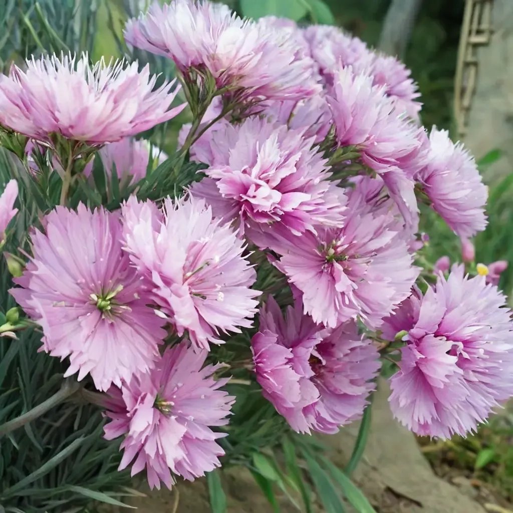 Dianthus plumarius 'Rose de Mai'