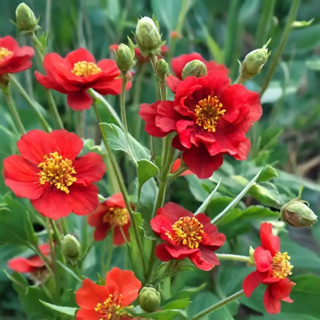 Geum rivale 'Mrs J. Bradshaw'