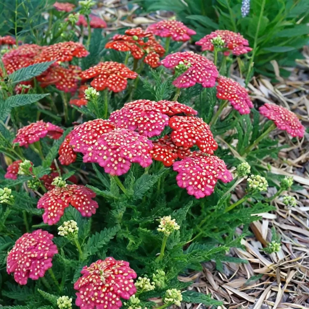 Achillea millefolium 'Seduction'