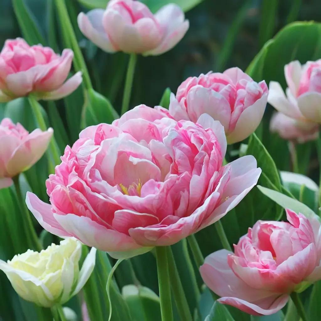 Angelique Tulip