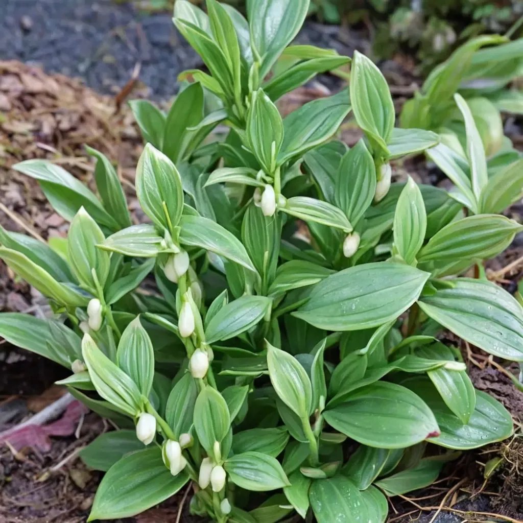 Polygonatum humile 'Dwarf Solomon's Seal'